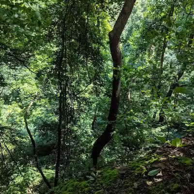 Rhododendron Cove State Nature Preserve - Lancaster, OH