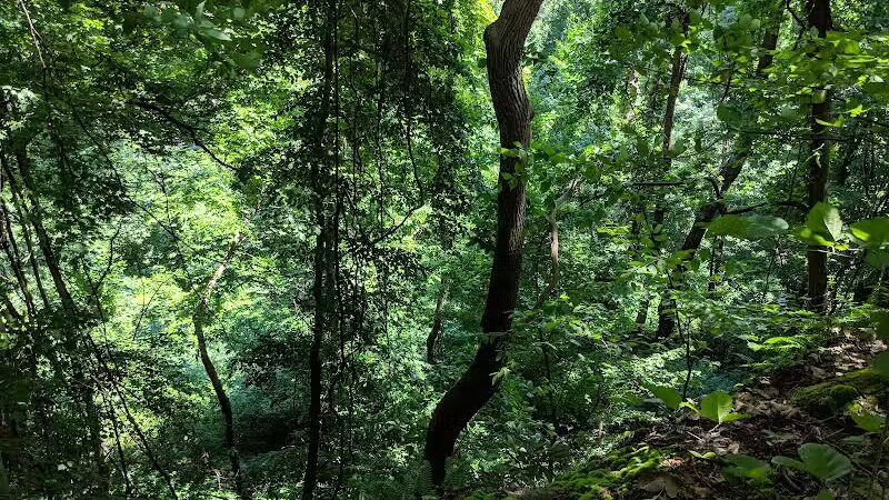 Rhododendron Cove State Nature Preserve - Lancaster, OH