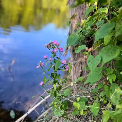 Cave Lake Park - Latham, OH