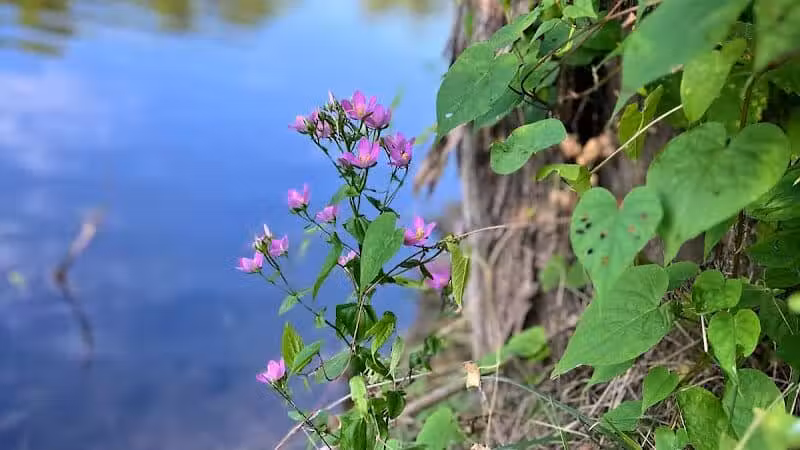 Cave Lake Park - Latham, OH