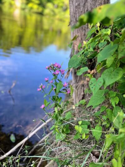 Cave Lake Park - Latham, OH