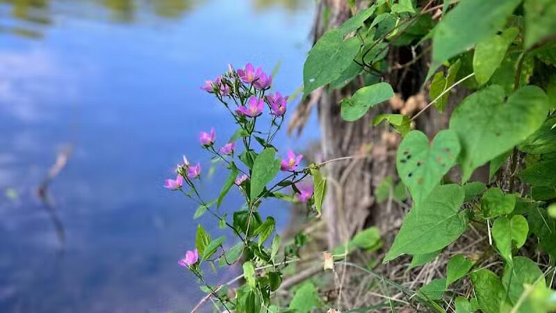 Cave Lake Park - Latham, OH