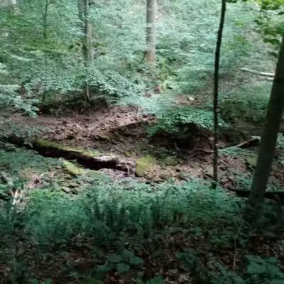 Pike State Forest - Latham, OH