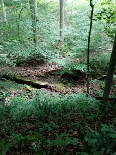 Pike State Forest - Latham, OH