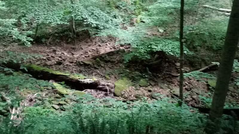 Pike State Forest - Latham, OH