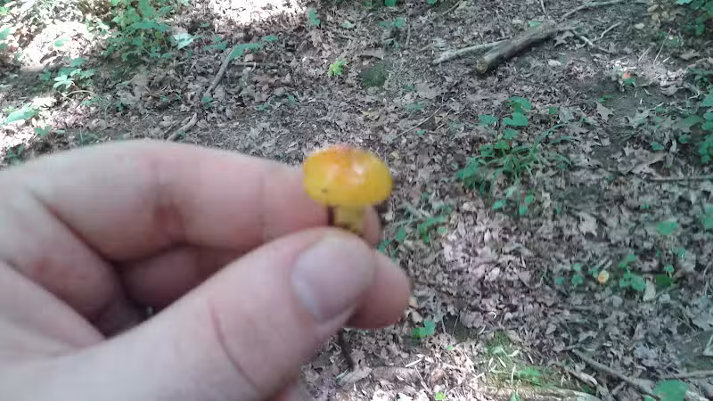 Pike State Forest - Latham, OH