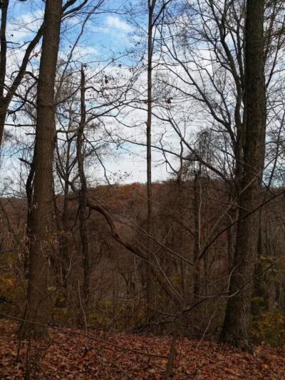 Pike State Forest - Latham, OH