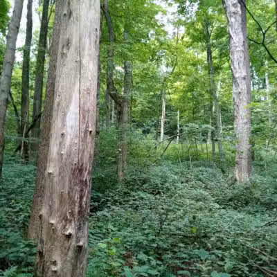 Pike State Forest - Latham, OH