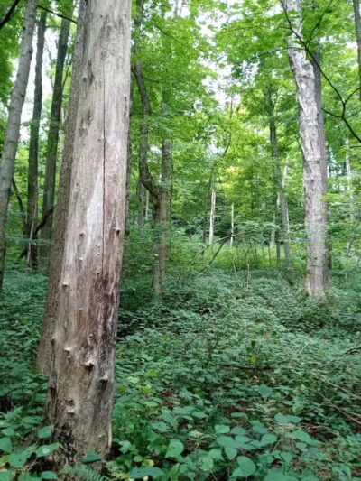 Pike State Forest - Latham, OH