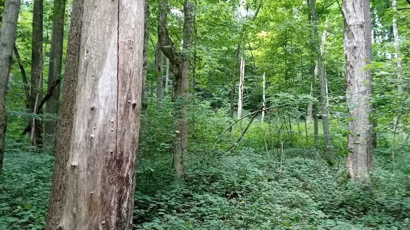 Pike State Forest - Latham, OH