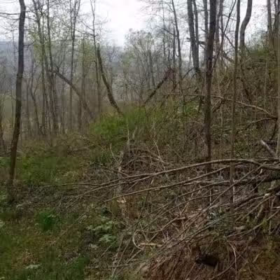 Pike State Forest - Latham, OH