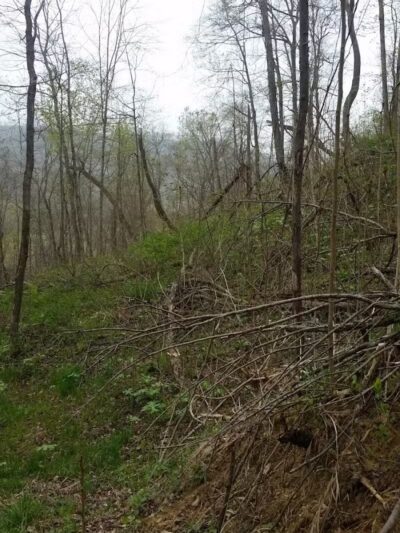 Pike State Forest - Latham, OH