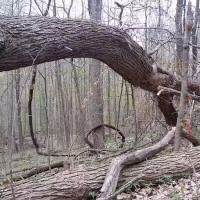 Pike State Forest - Latham, OH