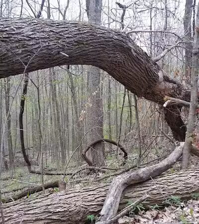 Pike State Forest - Latham, OH