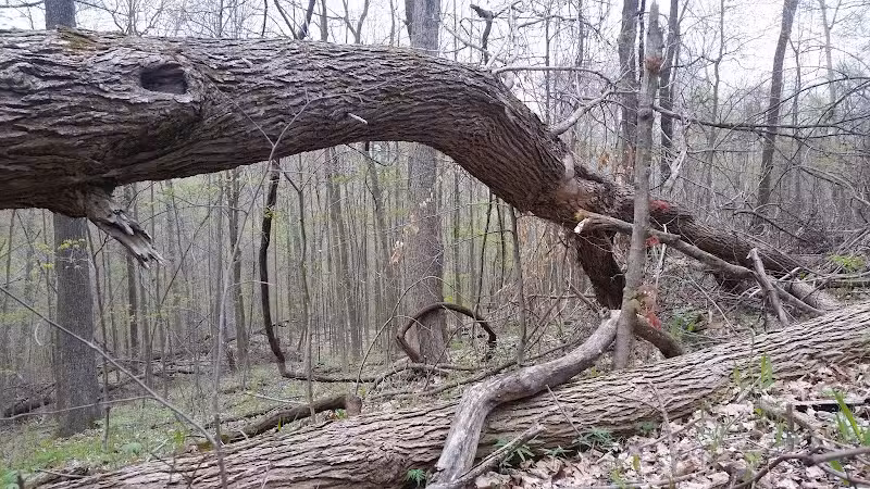 Pike State Forest - Latham, OH