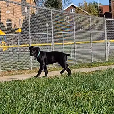 Gus's Dog Park - Lawrenceburg, IN