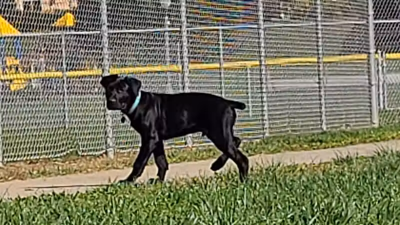 Gus's Dog Park - Lawrenceburg, IN