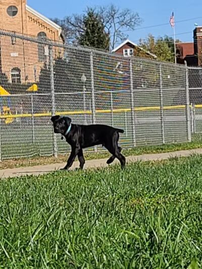 Gus's Dog Park - Lawrenceburg, IN