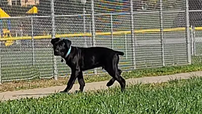 Gus's Dog Park - Lawrenceburg, IN