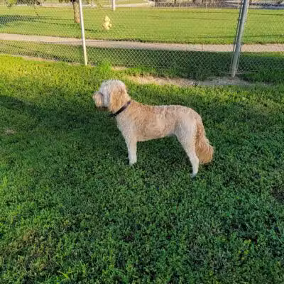 Gus's Dog Park - Lawrenceburg, IN