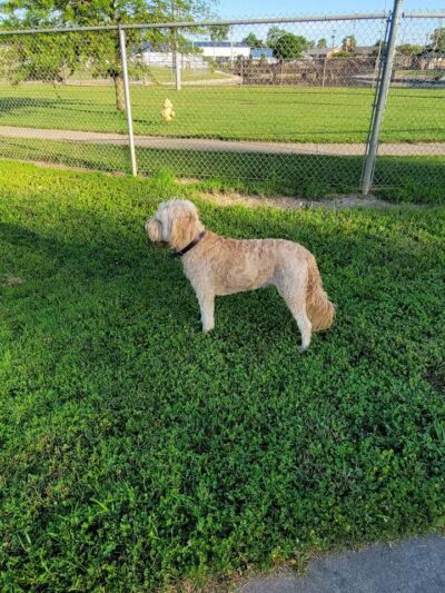 Gus's Dog Park - Lawrenceburg, IN
