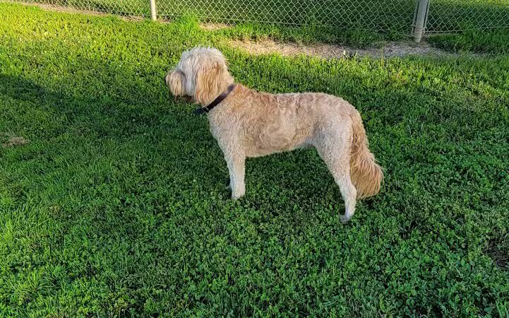 Gus's Dog Park - Lawrenceburg, IN