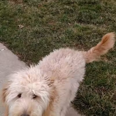 Gus's Dog Park - Lawrenceburg, IN