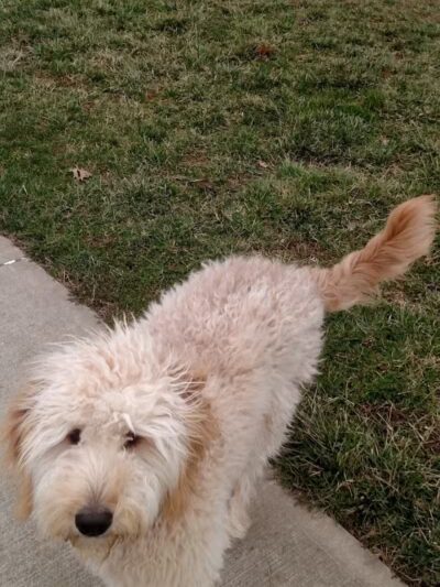 Gus's Dog Park - Lawrenceburg, IN