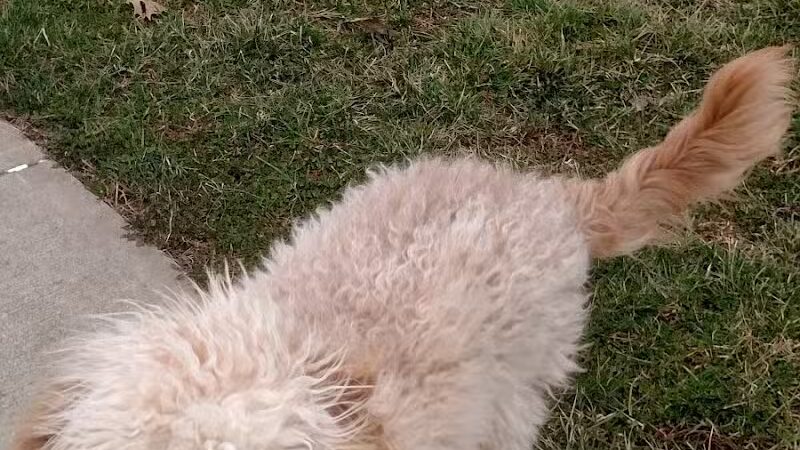 Gus's Dog Park - Lawrenceburg, IN