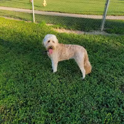 Gus's Dog Park - Lawrenceburg, IN
