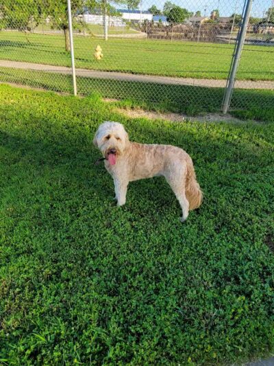 Gus's Dog Park - Lawrenceburg, IN