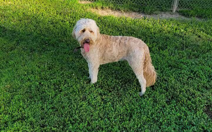Gus's Dog Park - Lawrenceburg, IN