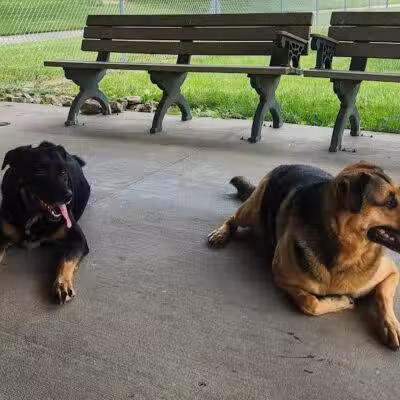 Gus's Dog Park - Lawrenceburg, IN