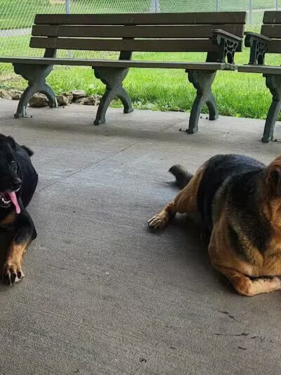 Gus's Dog Park - Lawrenceburg, IN