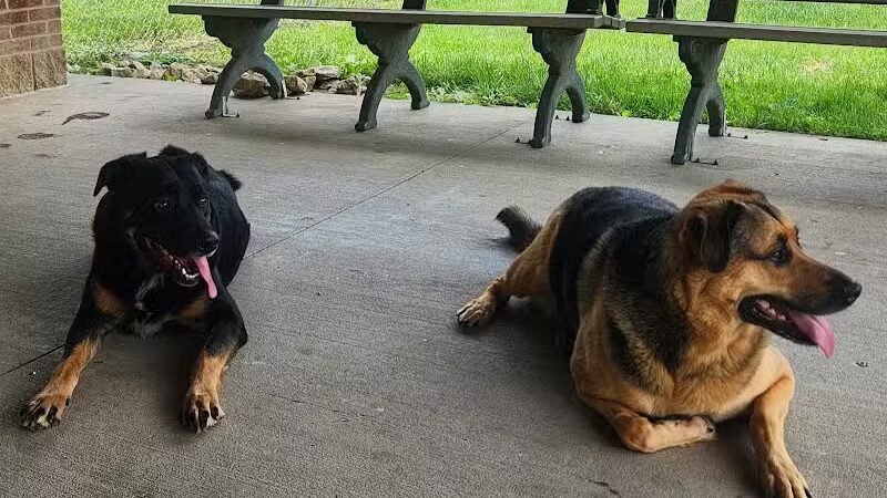 Gus's Dog Park - Lawrenceburg, IN