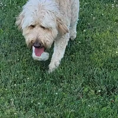 Gus's Dog Park - Lawrenceburg, IN