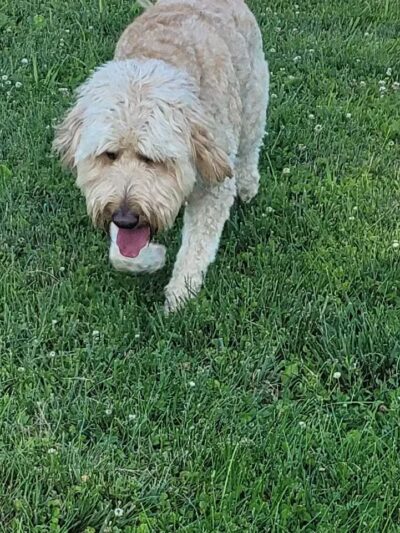 Gus's Dog Park - Lawrenceburg, IN