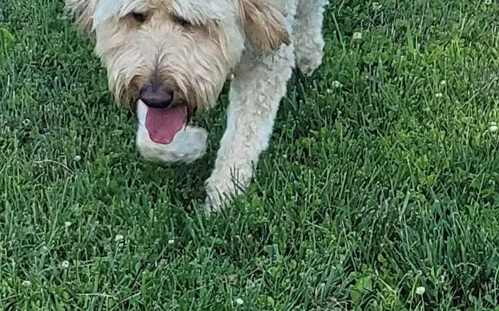 Gus's Dog Park - Lawrenceburg, IN