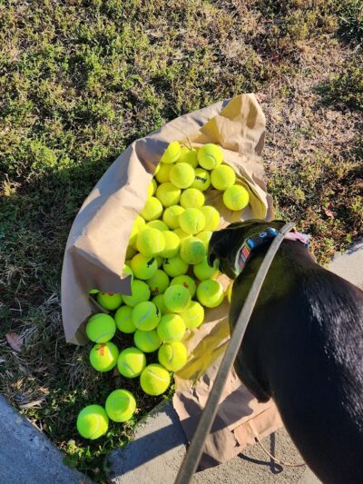 Ida Juris Bennett Dog Park - Lebanon, OH