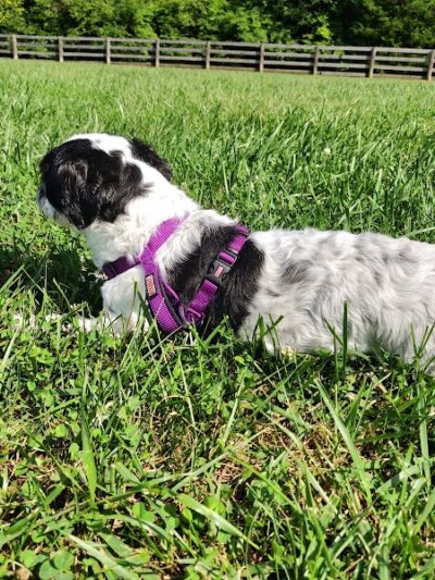 Ida Juris Bennett Dog Park - Lebanon, OH