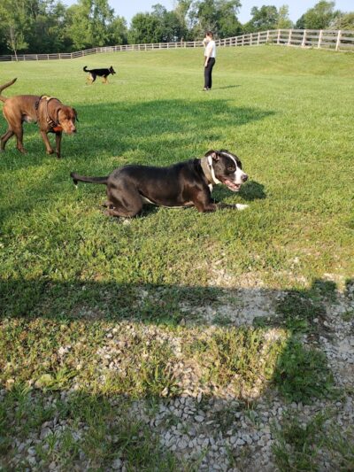 Ida Juris Bennett Dog Park - Lebanon, OH
