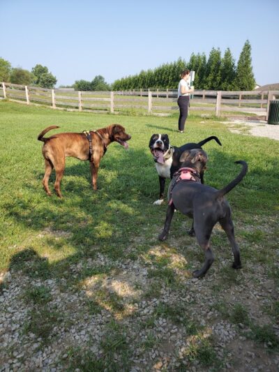 Ida Juris Bennett Dog Park - Lebanon, OH