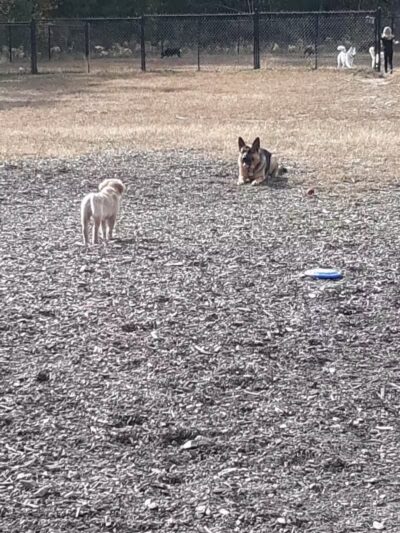 Friend Lee Pets Dog Park - Lee, NH