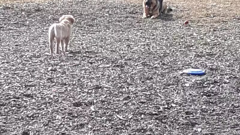 Friend Lee Pets Dog Park - Lee, NH