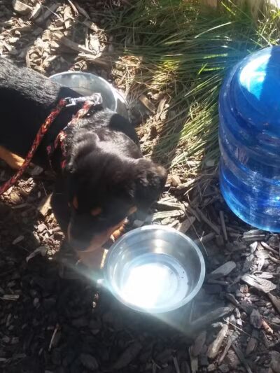 Friend Lee Pets Dog Park - Lee, NH