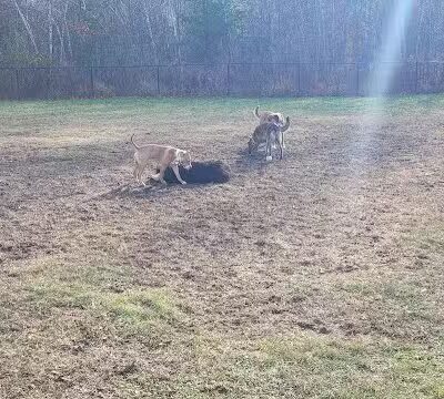 Friend Lee Pets Dog Park - Lee, NH