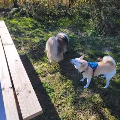 Friend Lee Pets Dog Park - Lee, NH