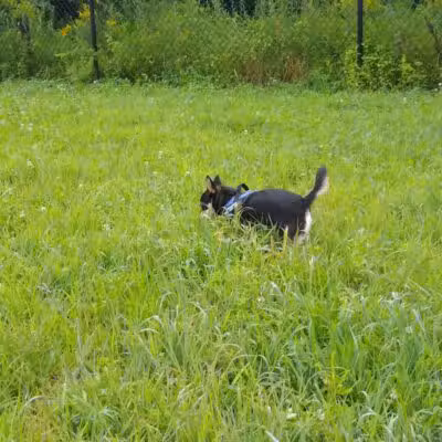 Friend Lee Pets Dog Park - Lee, NH