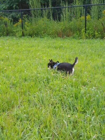 Friend Lee Pets Dog Park - Lee, NH