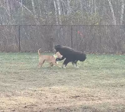 Friend Lee Pets Dog Park - Lee, NH
